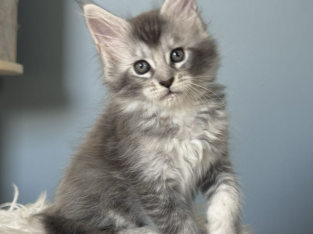 Estella Maine Coon ezüst kislány