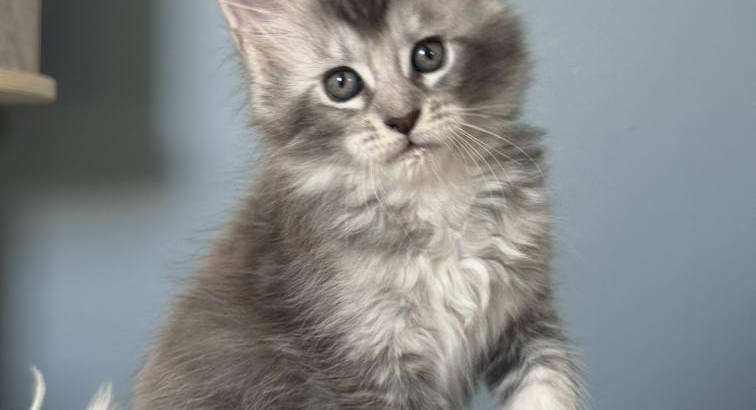 Estella Maine Coon ezüst kislány