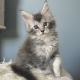 Estella Maine Coon ezüst kislány