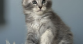 Estella Maine Coon ezüst kislány
