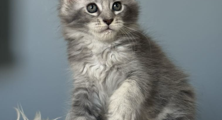 Estella Maine Coon ezüst kislány