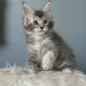 Estella Maine Coon ezüst kislány