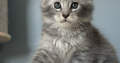 Estella Maine Coon ezüst kislány