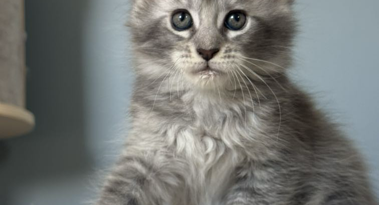 Estella Maine Coon ezüst kislány