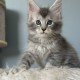 Estella Maine Coon ezüst kislány