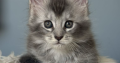 Estella Maine Coon ezüst kislány