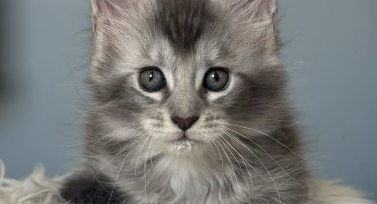 Estella Maine Coon ezüst kislány