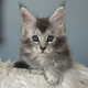 Estella Maine Coon ezüst kislány