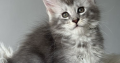 kék-ezüst maine coon kandúr
