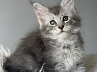 kék-ezüst maine coon kandúr