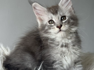 kék-ezüst maine coon kandúr