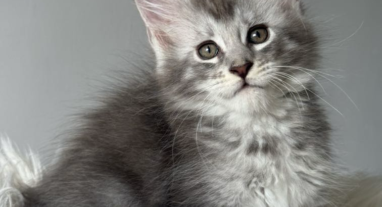 kék-ezüst maine coon kandúr