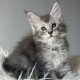 kék-ezüst maine coon kandúr