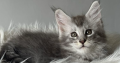 kék-ezüst maine coon kandúr