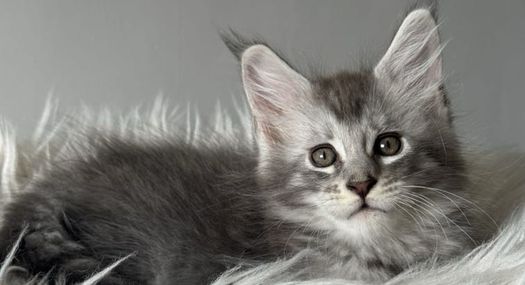 kék-ezüst maine coon kandúr