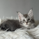 kék-ezüst maine coon kandúr