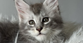 kék-ezüst maine coon kandúr