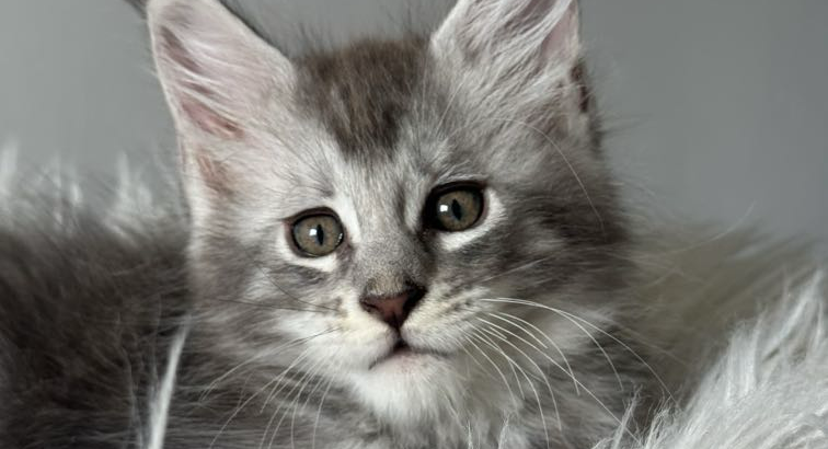 kék-ezüst maine coon kandúr