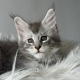 kék-ezüst maine coon kandúr