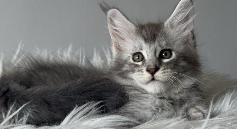 kék-ezüst maine coon kandúr