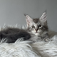 kék-ezüst maine coon kandúr