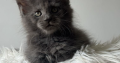 Csodaszép kék maine coon kislány