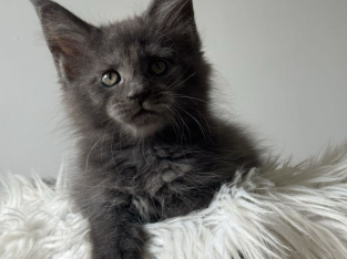 Csodaszép kék maine coon kislány
