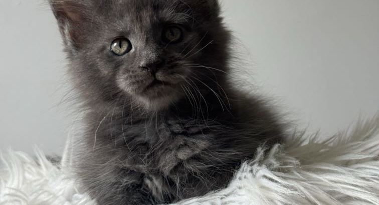 Csodaszép kék maine coon kislány
