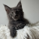Csodaszép kék maine coon kislány