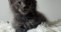 Csodaszép kék maine coon kislány