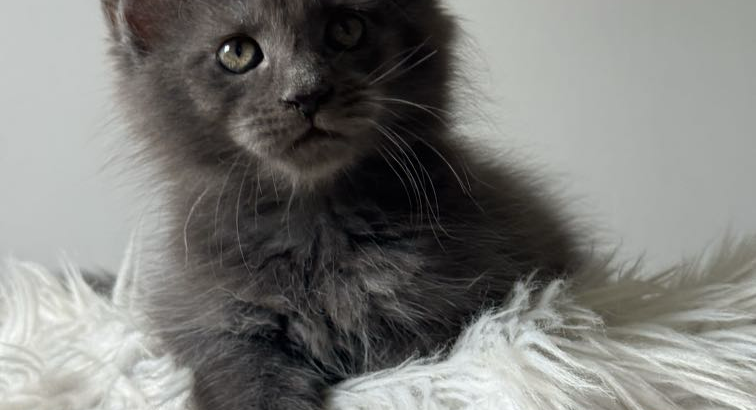 Csodaszép kék maine coon kislány