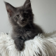 Csodaszép kék maine coon kislány