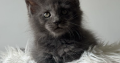 Csodaszép kék maine coon kislány