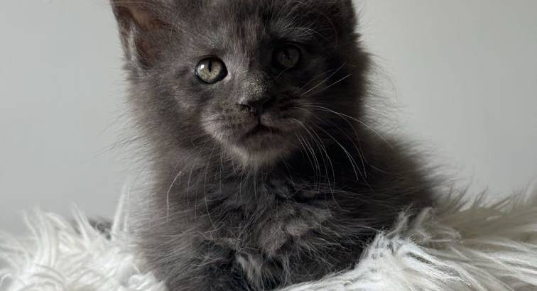 Csodaszép kék maine coon kislány