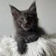 Csodaszép kék maine coon kislány