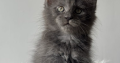 Csodaszép kék maine coon kislány