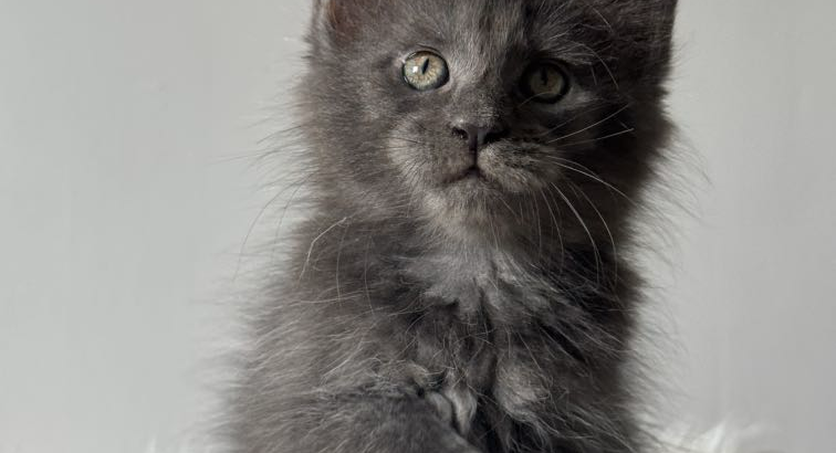 Csodaszép kék maine coon kislány