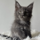 Csodaszép kék maine coon kislány