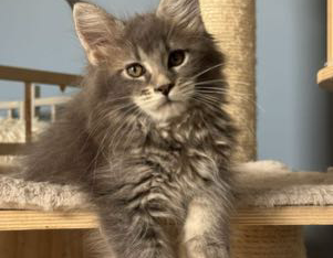 Pinkycat Dahlia Maine Coon kislány