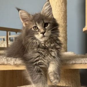 Pinkycat Dahlia Maine Coon kislány