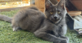Maine Coon kislány cica