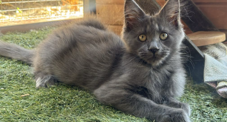 Maine Coon kislány cica