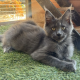 Maine Coon kislány cica