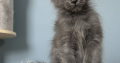 Maine Coon kislány cica