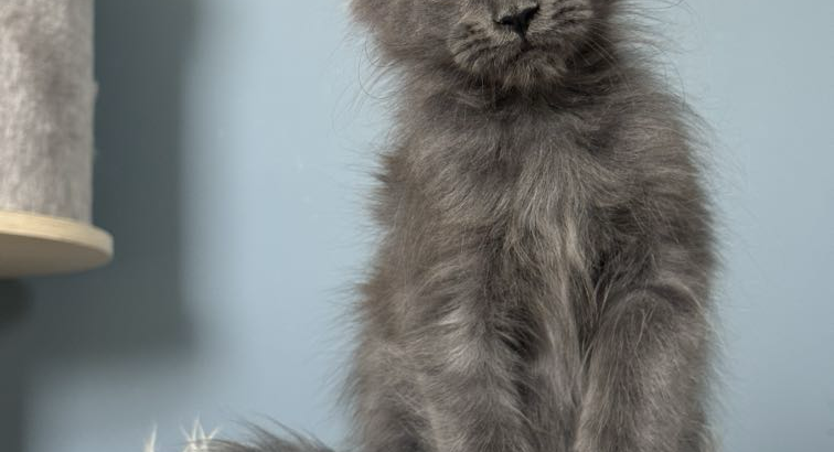 Maine Coon kislány cica