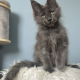 Maine Coon kislány cica