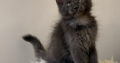 Csodaszép kék maine coon kislány