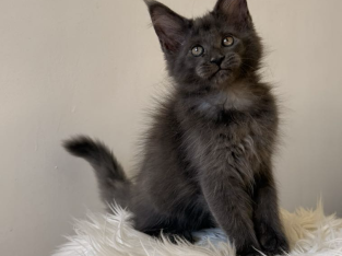 Csodaszép kék maine coon kislány