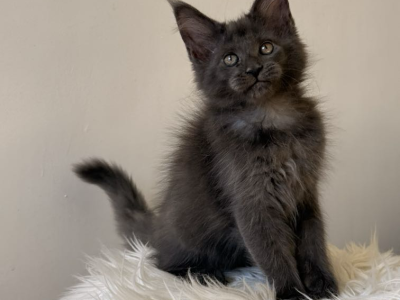 Csodaszép kék maine coon kislány