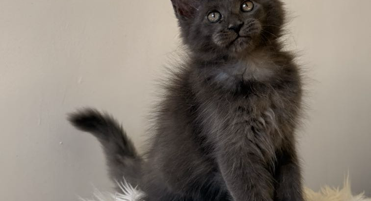 Csodaszép kék maine coon kislány